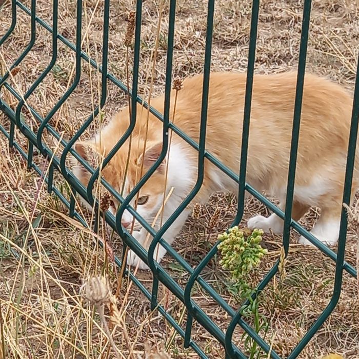 Котенца на 3 и 4 месеца търсят спешно дом