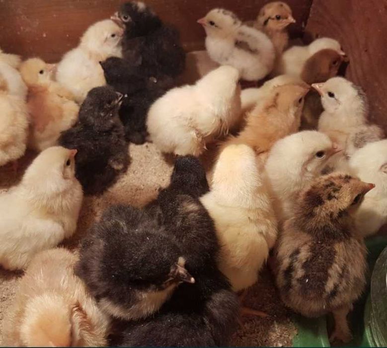 Питомец домашний