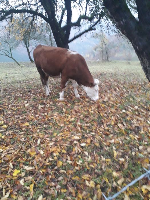 Junincă fătată de vînzare