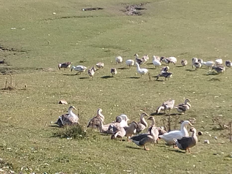 Vând gâște leșești tinere!