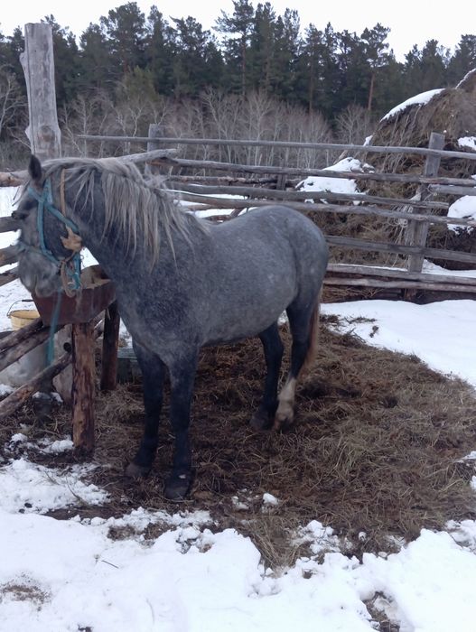 Продам жеребца,,