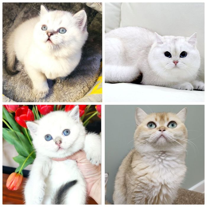 Скотиш страйт Блю поинт мальчик