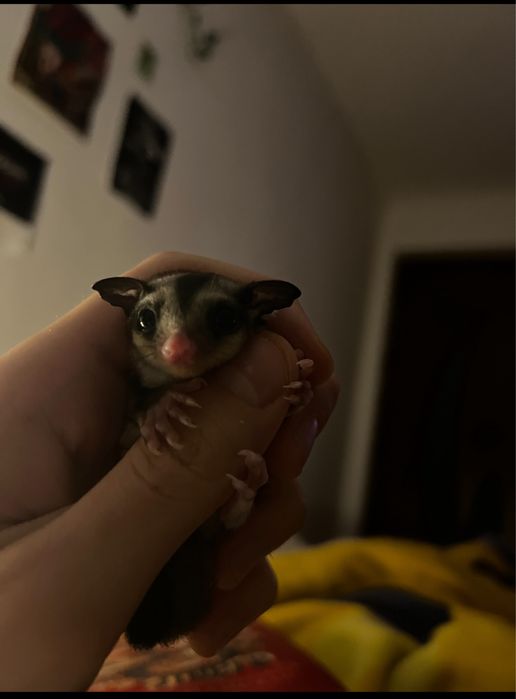 Sugar glider ( Veverita zburatoare )