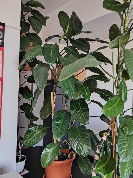 plante decorative verzi