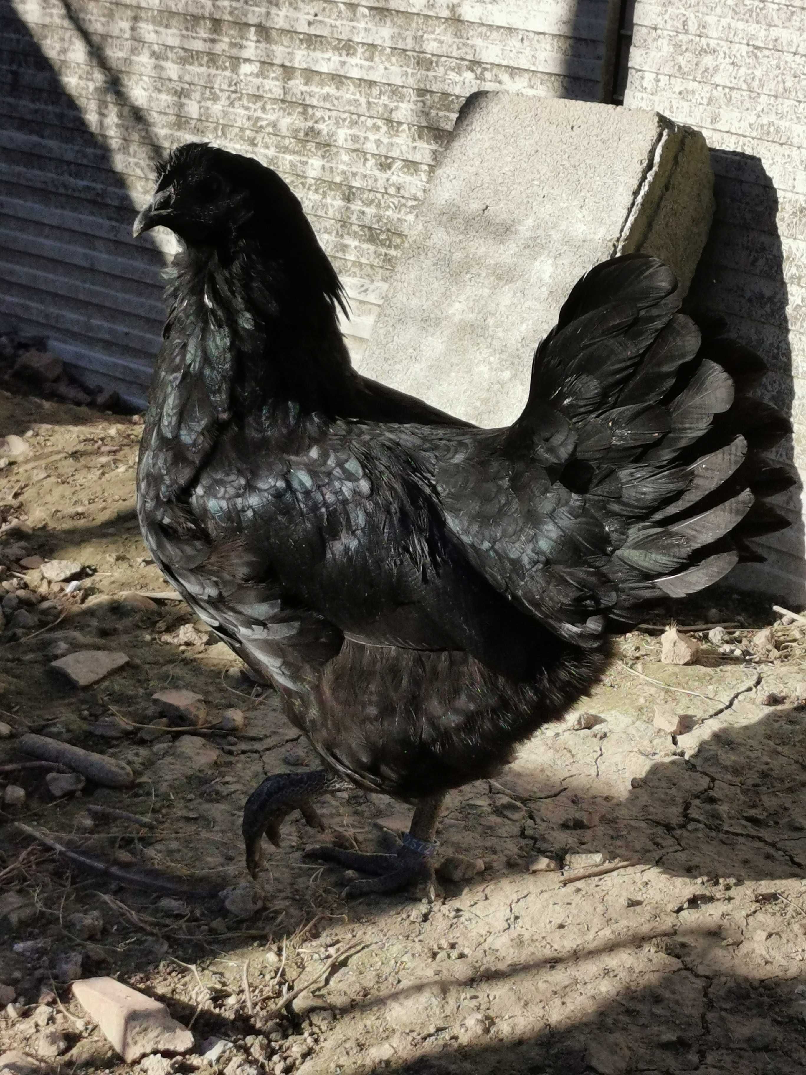 Pui găină, rasa australorp si sussex