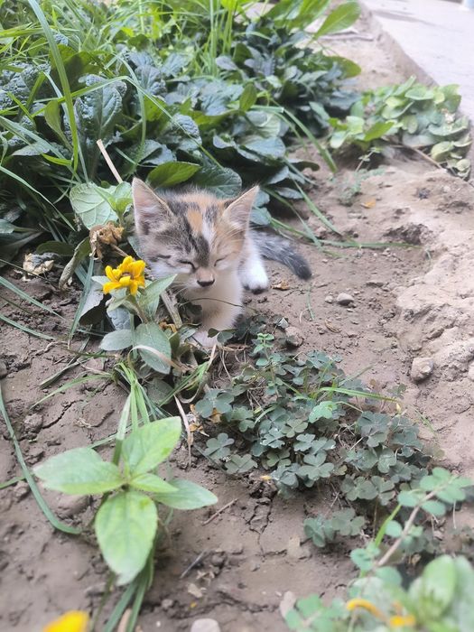 Домашние очень красивые котята , особенно глазки.