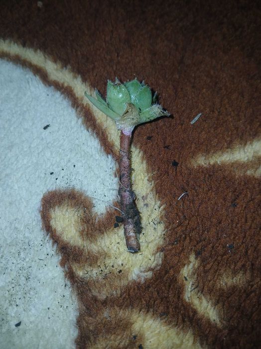 Planta suculenta (urechiuse)