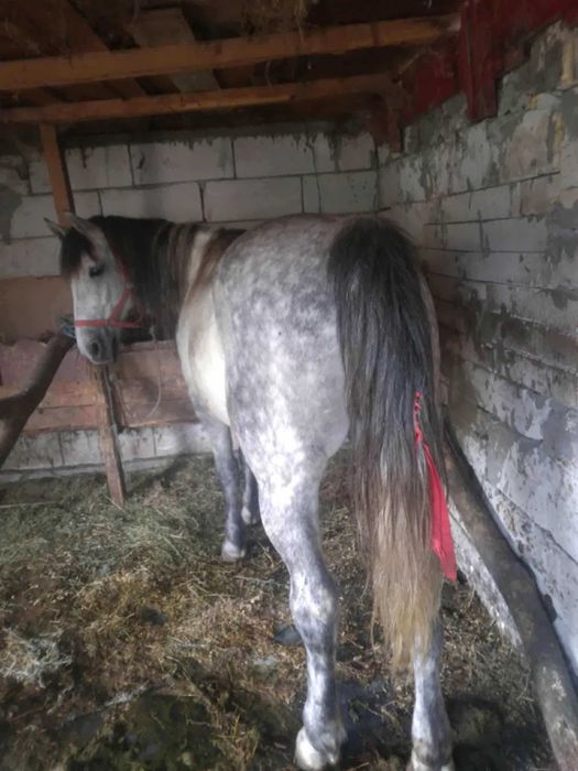 Vind cal castrat 7 anii