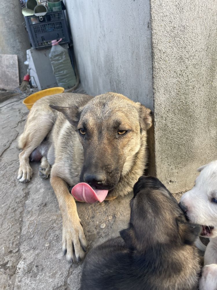 Ofer spre adopție căței metiși cu husky – Brăila (Romanu)