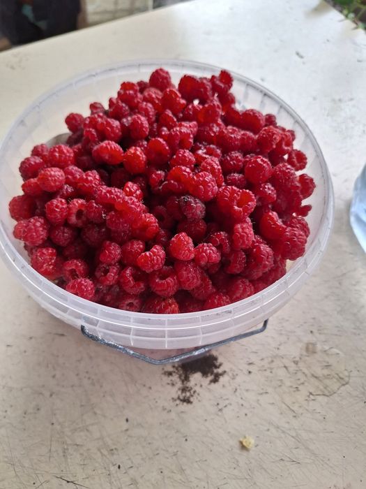 Продам дачу в Сортировке, общество Ромашка