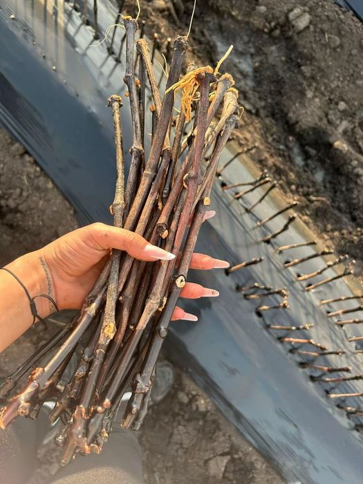 Vita de vie Anul 1 2 3