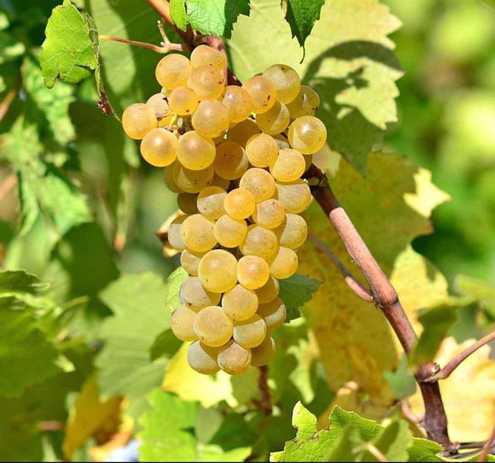 Vand struguri pentru vin