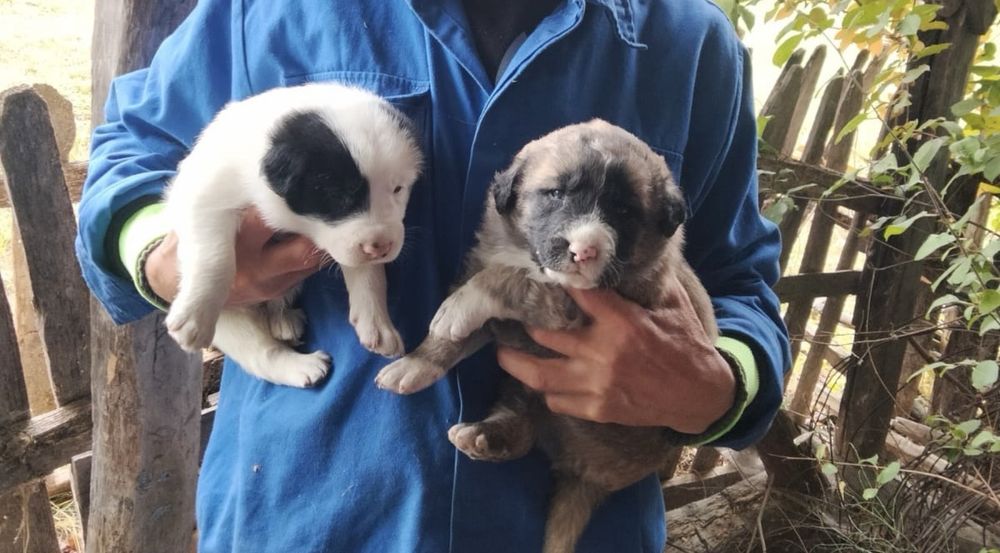 Catei pentru adoptie