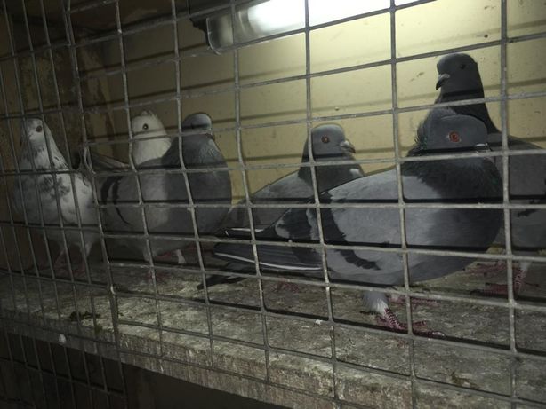 Продам голубей по 2000 тенге