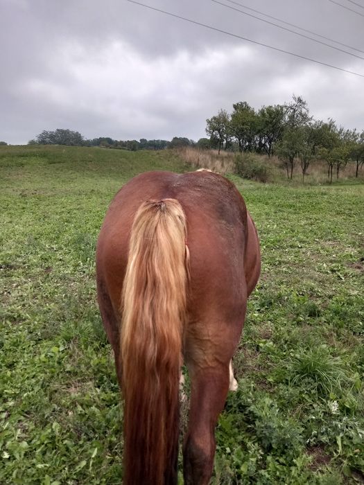 Cal de vanzare, de 2 ani jumate