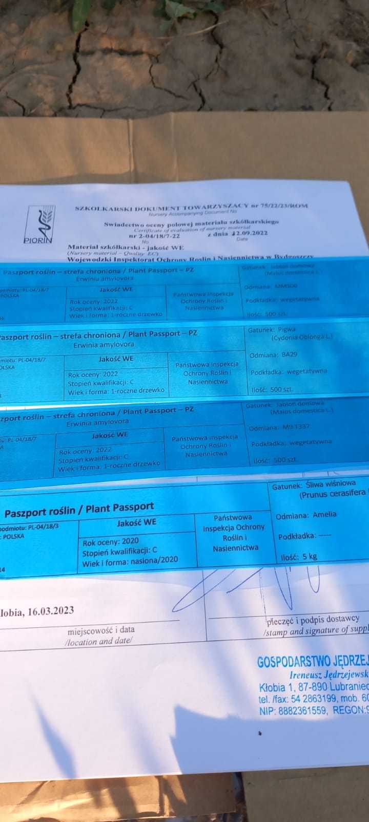 pomi fructiferi: mar, par, prun si cais altoiți certificați VF
