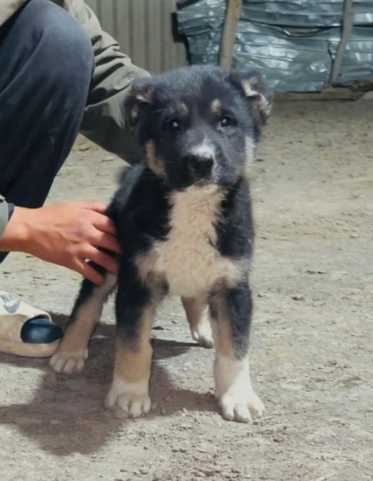 Алабай кушік сатылады