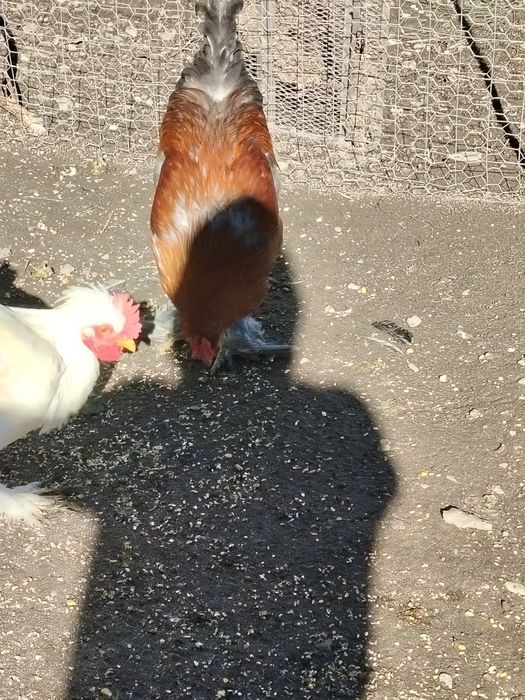 Vând cocosi sau schimb