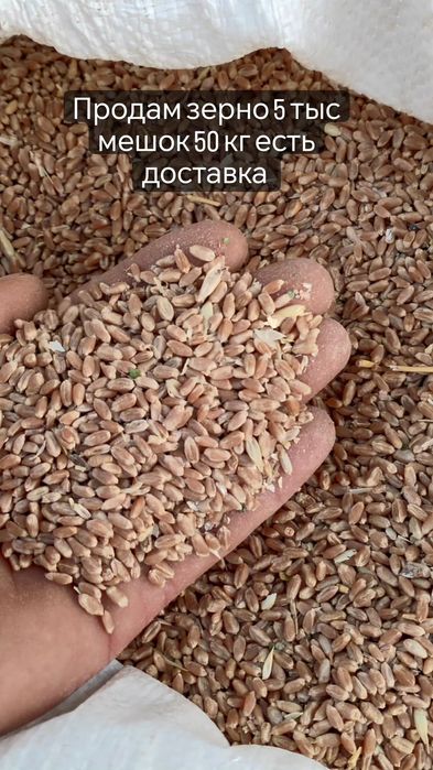 Продам зерно  по 5000 тыс
