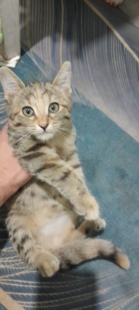 Отдам даром котенка девочку