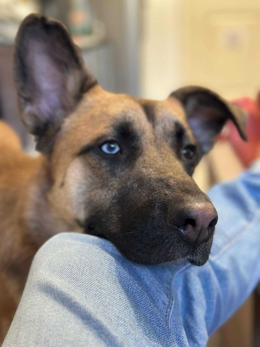 Страхотен Шарено-Очко търси Дом