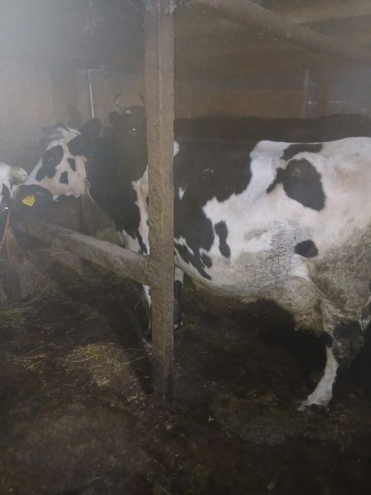 De vanzare 2 vaci bune de lapte