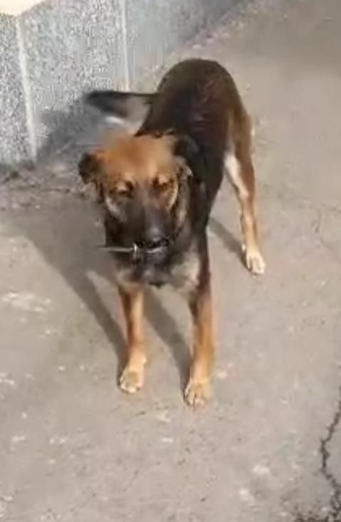 Отдам в хорошие руки! Собачку девочка Динга.