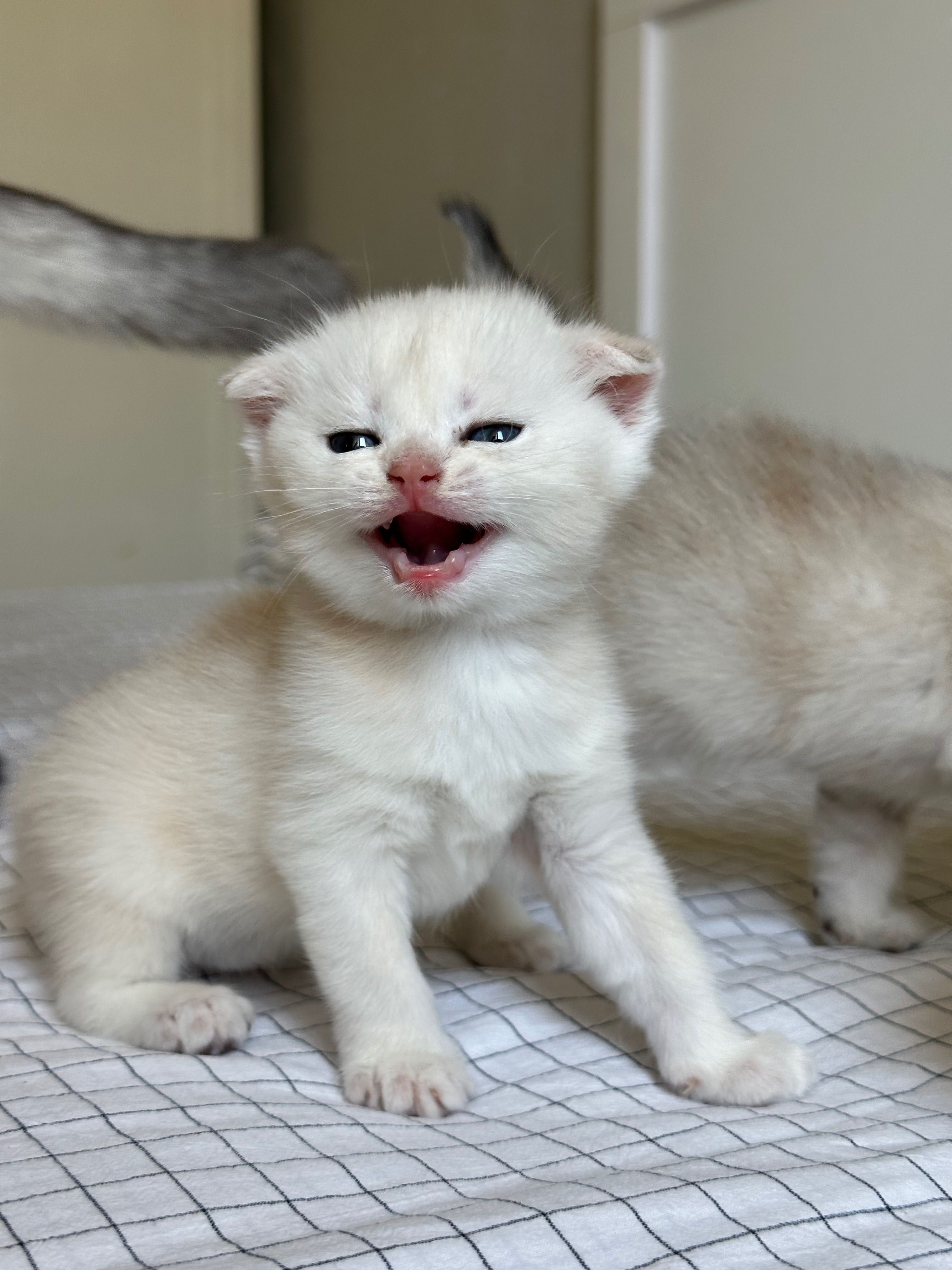 Шотландские котята