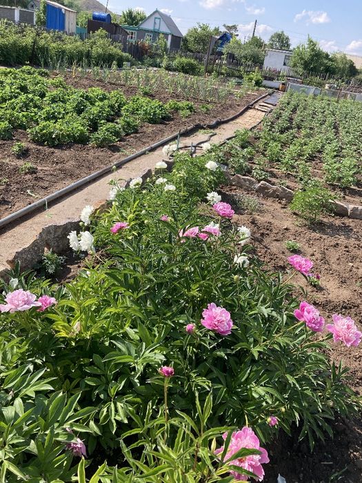 Дача в обществе СПП