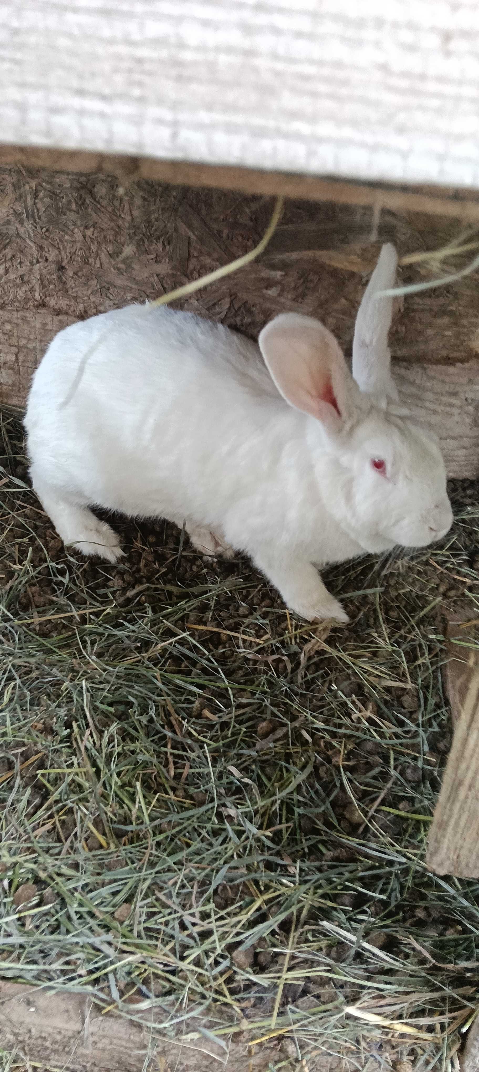 Iepuri mari și mici