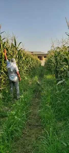 Silos uchun jo'xori sotiladi