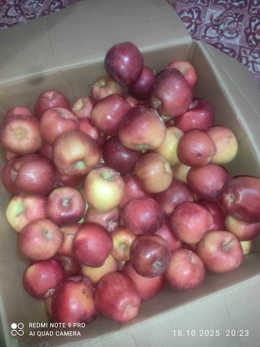 Продам яблоки все как на фотографии в наличии 50 кг.