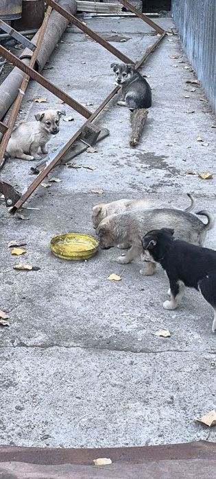 Щенки в хорошие руки