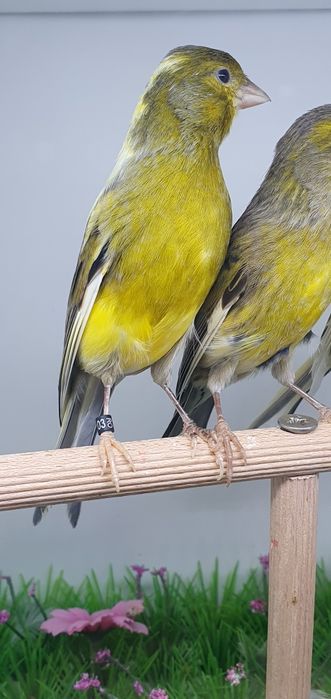 Canari razza espaniol  2025