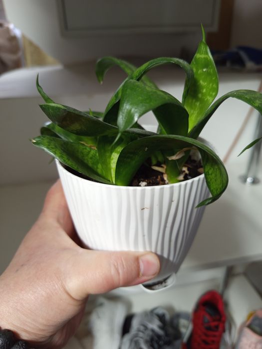 продам домашний цветок