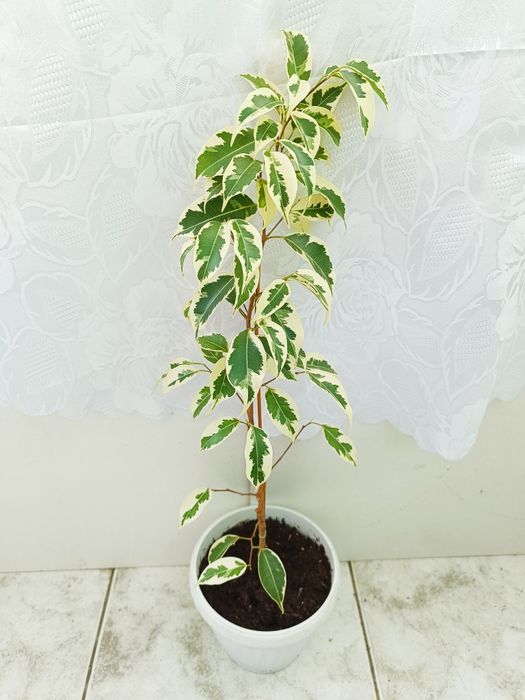 Стайни и балконски цветя