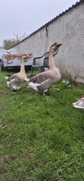 Vând gaste metis holmogor