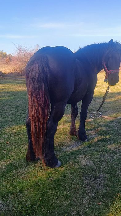 Vând armăsar de 2 ani