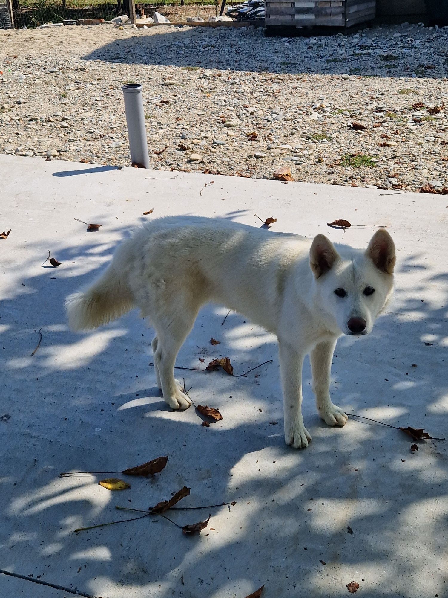 Akita inu originală !!!URGENT!!!