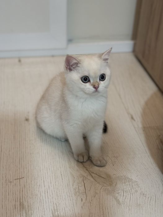 Късокосместа британка златна  чинчила  BRY