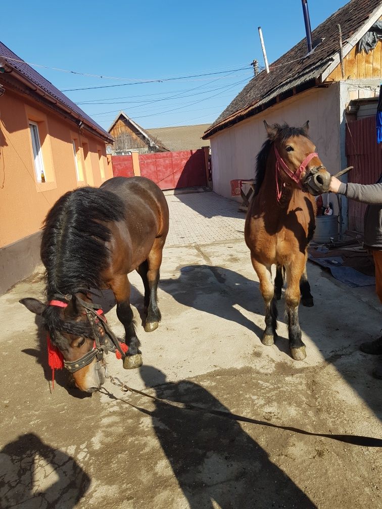 Vand doua mânze surori