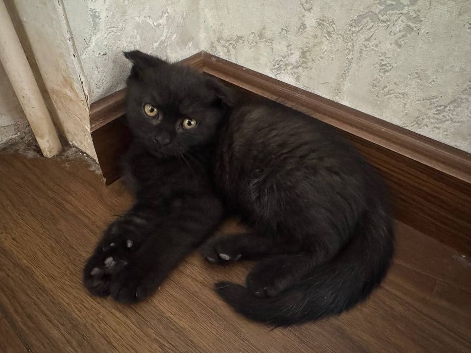 Sotiladi 3 oylik chiroyli mushukcha