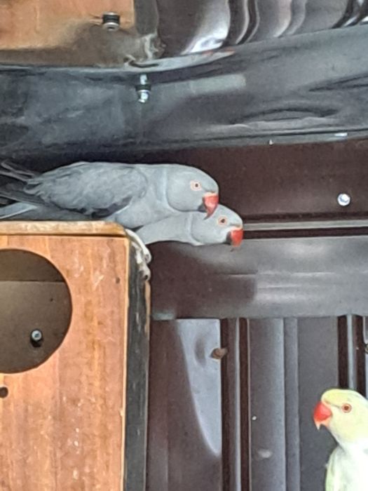 Papagali micul Alexandru pereche