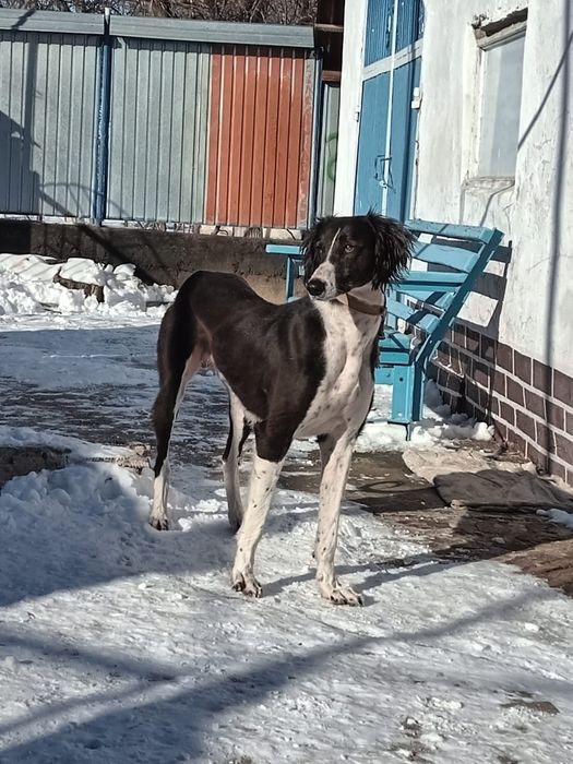 Продаются щенки Тазы.