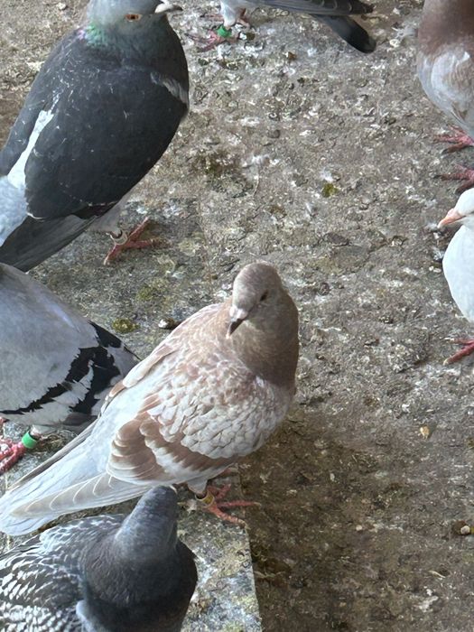 Vand porumbei voiajori