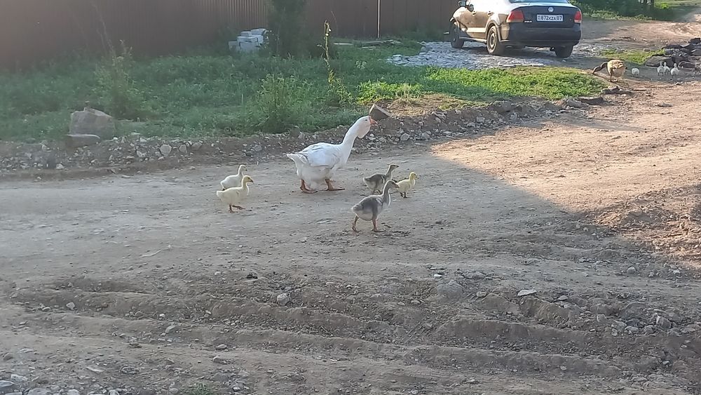 Продам гусынь домашних 2-3 годовалых