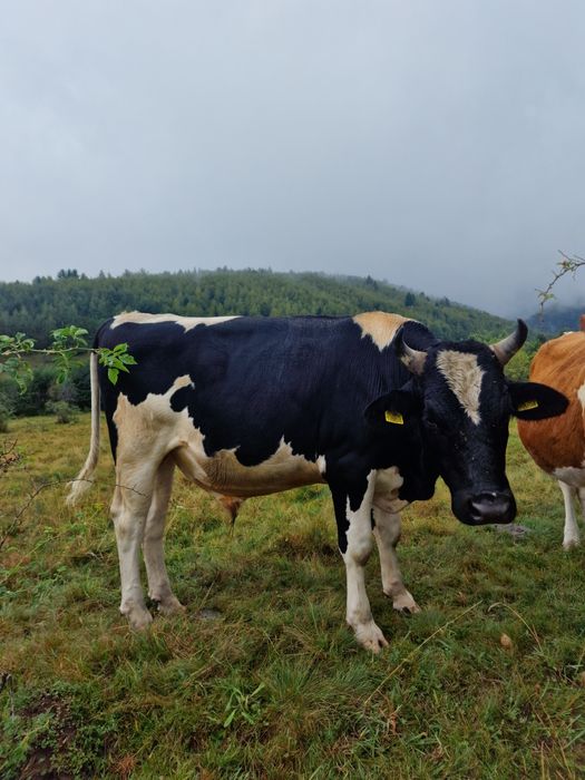 Taur / tauras Holstein