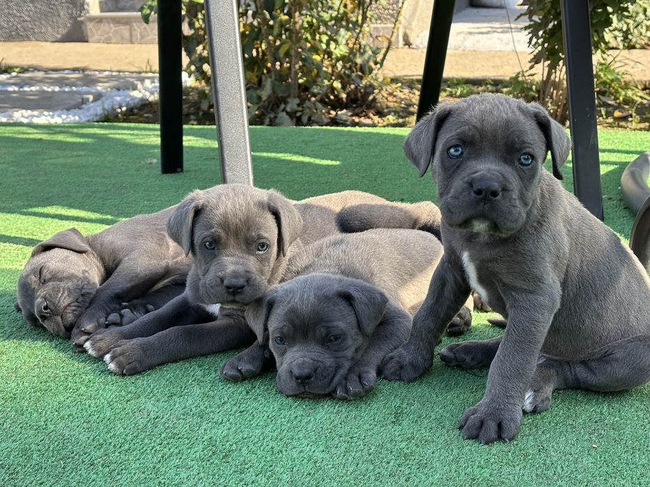 Кученца Кане корсо