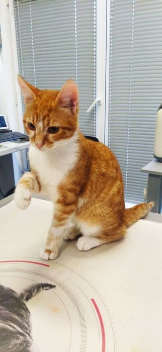 котенца от Созопол