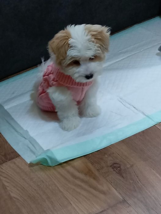 Малтийска болонка